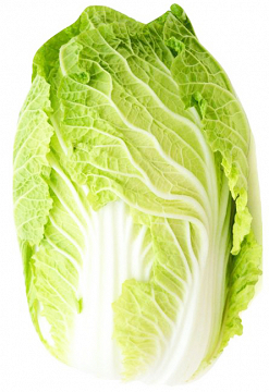 Chinese Cabbage 1Pc