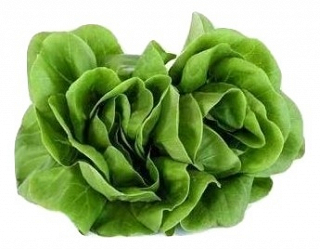 Green Salanova Lettuce 1Pc