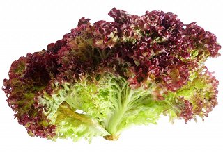 Lollo Rosso Lettuce 1Pc