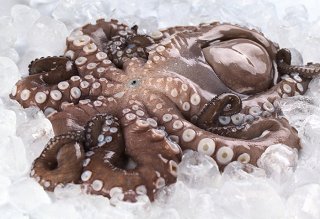 Octopus Fresh 1.5kg