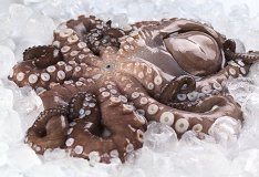Octopus Fresh 1Pc 1,300kg