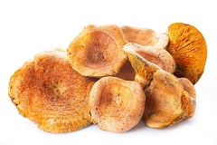 Mushrooms Oyster Wild 1kg