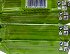 Septona Antibacterial Green Apple Wet Wipes 4x15Pcs Multipack
