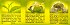 Alokozay Green Tea 100Pcs