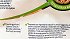 Purina Dentalife Daily Oral Care Medium Maxi Pack 15Τεμ