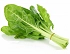 Swiss Chard Bunch