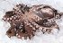 Octopus Fresh 1.5kg